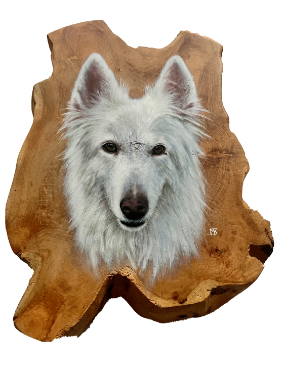 Portret witte herder