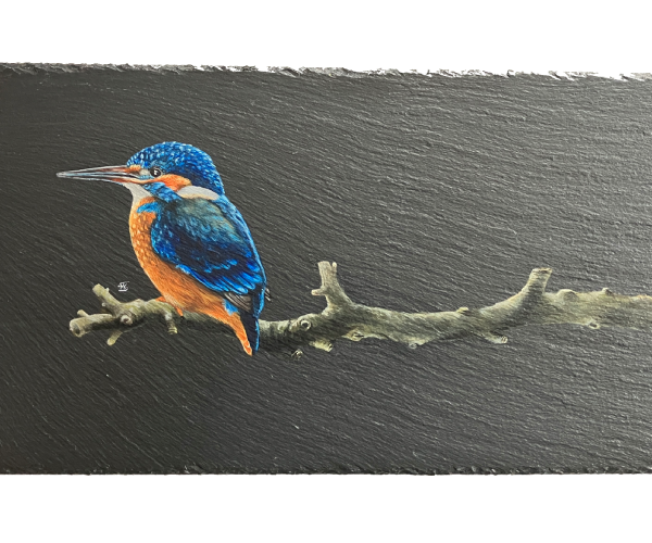 IJsvogel lei