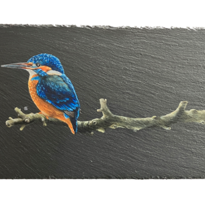 IJsvogel lei