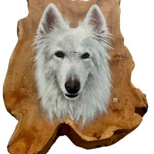 Portret witte herder